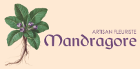MANDRAGORE